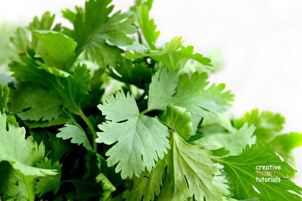 How Do You Keep Cilantro And Other Herbs Fresh